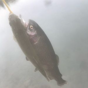 Meet your Posher, Colin